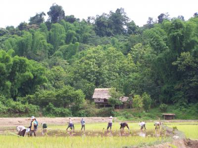 Repiquage du riz au Laos.jpg